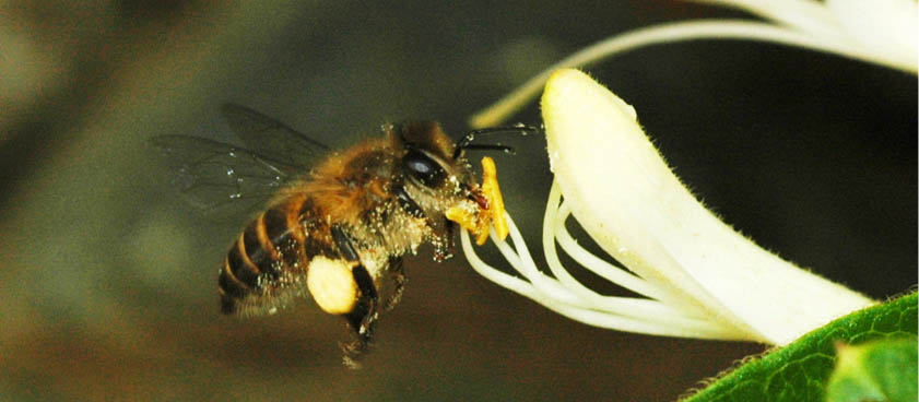 中华蜜蜂养殖与保育