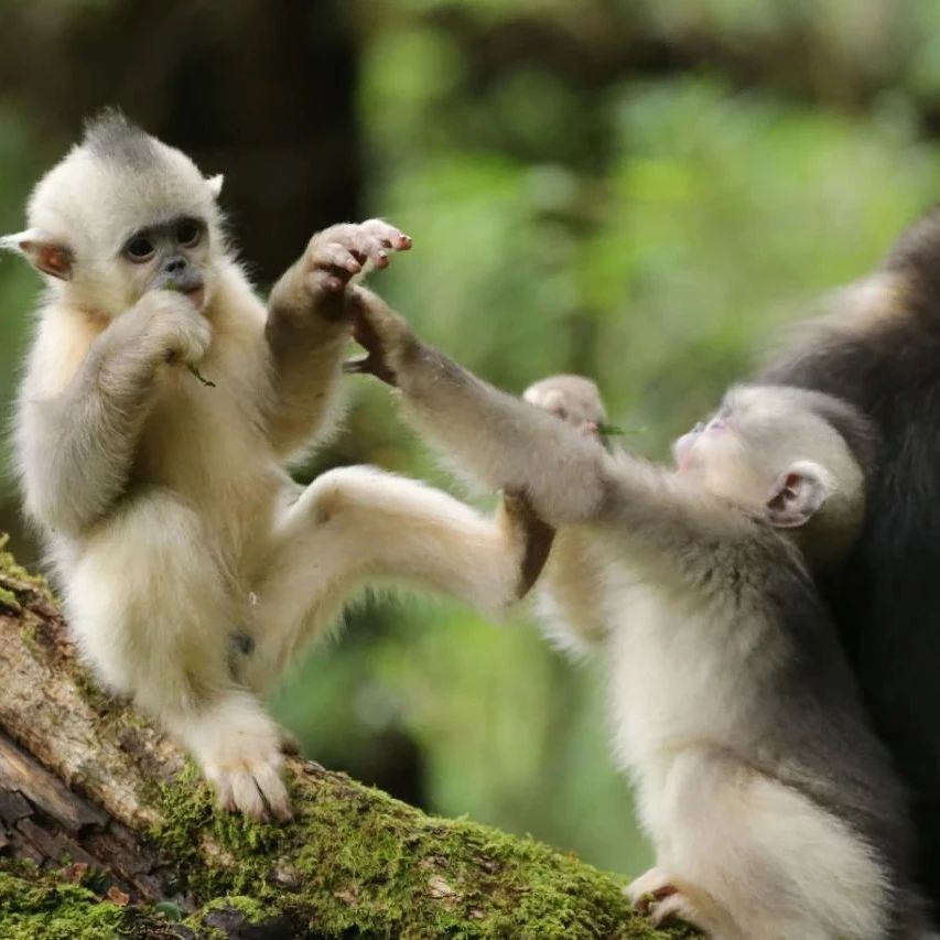 《滇金丝猴保护绿皮书》：跨界对谈分享