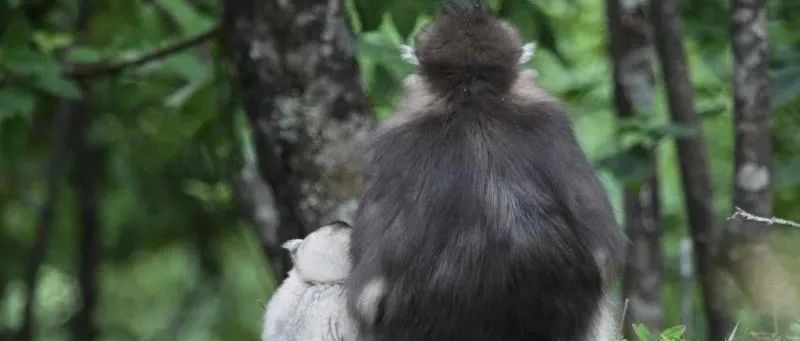 滇金丝猴保护 | 今年的新生，10只猴宝和Ta们的猴妈
