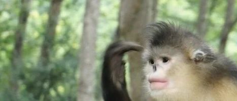 2020年老君山金丝厂滇金丝猴种群 保护工作报告