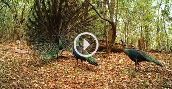 腾讯视频：绿孔雀栖息地共管保护小区里的宝宝们